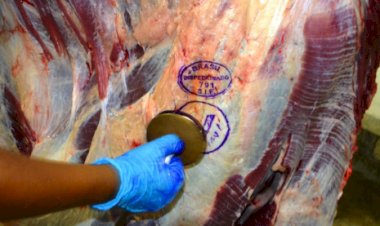 Preço do boi gordo sobe em todas as regiões e arroba ultrapassa R$ 320 em São Paulo