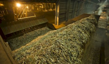 Moagem de cana recua no Centro-Sul, mas produção de açúcar supera safra anterior