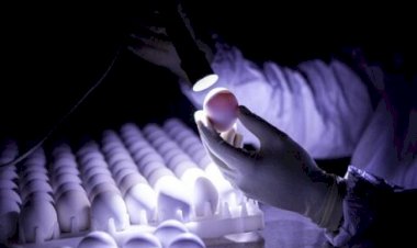 Ovos férteis: volume exportado em 12 meses foi um quarto menor que o de idêntico período anterior