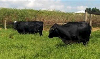 MS: produtores de leite recebem animais de alta genética