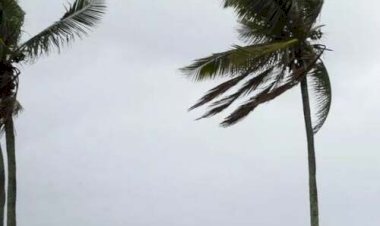 Saiba os impactos do ciclone na agricultura