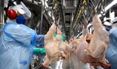 China retoma importações de carne de frango do Brasil