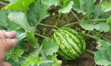 Controle fitossanitário garante que melancia e abóbora de Ibirapuã ganhem o mundo