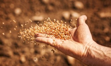 Manejo eficiente na cevada aumenta produtividade e reduz perdas, aponta IHARA