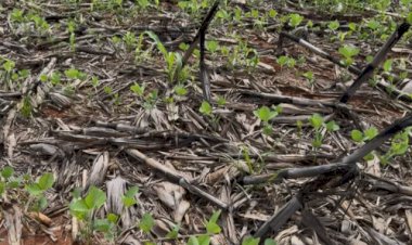Crise hídrica afeta lavouras em Mato Grosso e Aprosoja MT pede revisão da safra 2025/26 ao Mapa