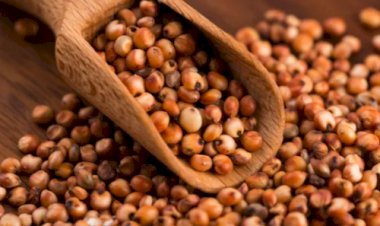 Brasil habilita primeiros estabelecimentos para exportação de DDGs e sorgo à China