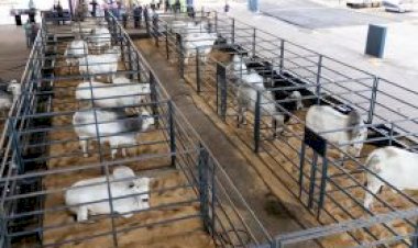 PNAT 2026: ABCZ disponibiliza lista de animais candidatos