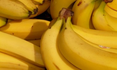 Certificação e manejo integrado fortalecem a produção de banana na Bahia