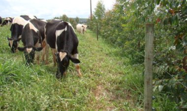 Painel na COP30 destaca gestão de resíduos pecuários como solução climática