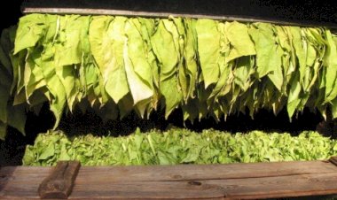 Mesmo sem acesso, comitiva vai à Genebra para COP 11