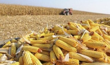 Agro puxa crescimento e leva oito estados a superar a média nacional em 2023