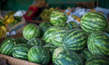 Goiás lidera produção nacional de melancia e alcança recorde em valor da produção