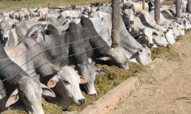 Confinamento de gado: @ em alta pode render mais em 2026