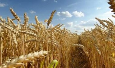 Mercado de trigo segue pressionado