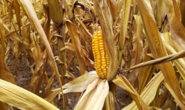 Mercado de milho segue pouco ativo