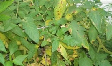 Mapas climáticos reforçam combate à ferrugem