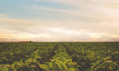 Governo de Goiás une eficiência no campo e conservação ambiental com Plano ABC+GO