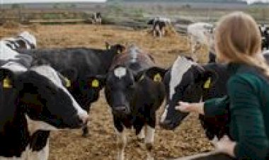 SE consolida maturidade sanitária e fortalece vigilância após retirada da vacinação contra a aftosa