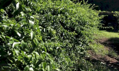 Anvisa proíbe venda de suplementos feitos com ora-pro-nóbis e retira produtos do mercado por falta de registro