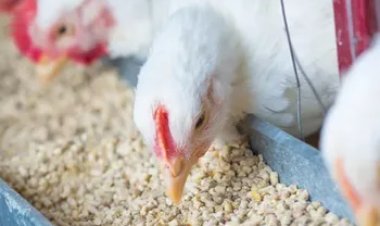 Produção de rações cresce no Brasil e setor deve bater 90 milhões de toneladas em 2025