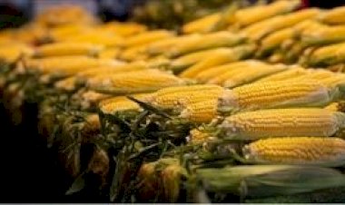 Mercado de milho tem poucos estímulos