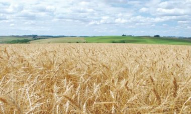 Leilões de apoio ao escoamento de arroz e trigo são marcados para o dia 22