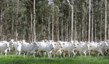 Plano Clima aprovado: o que muda para a agricultura e pecuária a partir de agora?