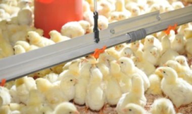 Volume de pintos de corte produzidos em outubro atingiu novo e surpreendente recorde