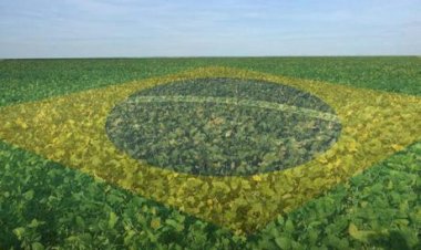 Mancha-alvo avança na soja e eleva risco de perdas