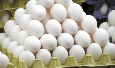 Ovos: preços são os menores para dezembro desde 2022