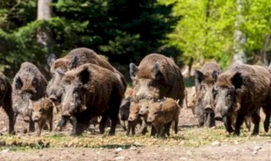 Javali é problema de saúde pública e exige política de Estado, diz Tirso Meirelles