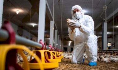 Mapa confirma foco de gripe aviária em Cuiabá: Indea adota medidas de contenção