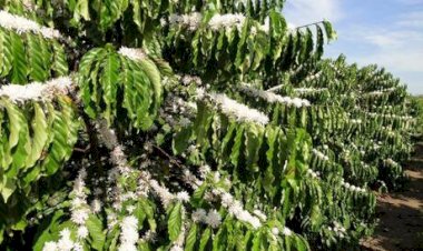 Manejo do mato impacta produtividade do café
