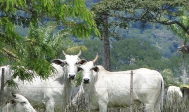 O que esperar do mercado da cria em 2026?