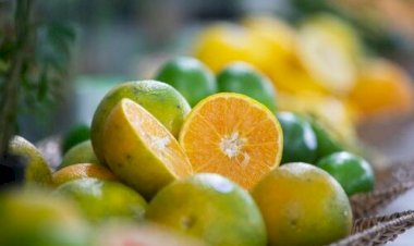 Mercado do citros inicia 2026 com negociações travadas e atenção redobrada ao clima