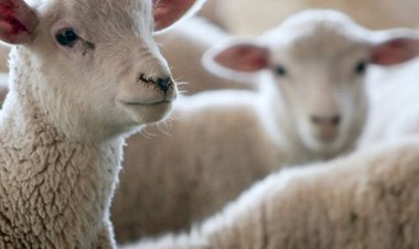 Recorde de animais inscritos marca a 18ª edição da Agrovino