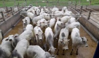 Abate de bovinos em Rondônia registrou recorde em 2025, informa Idaron