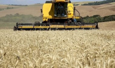 Preço baixo e oferta global elevam importações de trigo ao maior nível em 12 anos