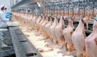 Frango exportado sente oscilações com alerta sanitário no radar