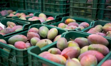 Brasil exporta US$ 1,45 bilhão em frutas em 2025 e renova recorde histórico