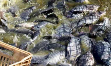 Paraná cria taxa sobre tilápia importada; Santa Catarina mantém veto sanitário