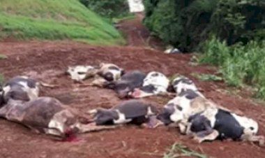 Morte de 48 vacas leiteiras causa prejuízo de R$ 600 mil e mobiliza cidade no Sul do país