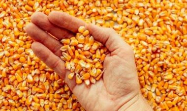 Preços do milho seguem em queda no Brasil e no mercado externo, diz Cepea