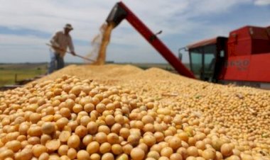 Mercado de soja devolve ganhos diante de maior oferta