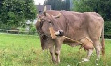 Vaca na Áustria usa vassoura e surpreende cientistas [vídeo impressionante]