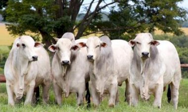 Veja aqui Cotações mista do Agro