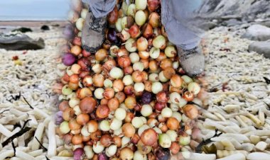 Acidente com navio cargueiro inunda praia com toneladas de batatas e cebolas