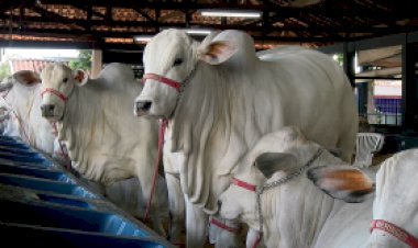 Animais da Expoinel Minas começam a chegar ao Parque Fernando Costa