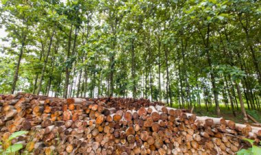 Plano estadual fortalece silvicultura e amplia base de florestas plantadas em Goiás
