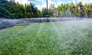 CNA critica proposta do governo e defende que produtor escolha horário de desconto na energia